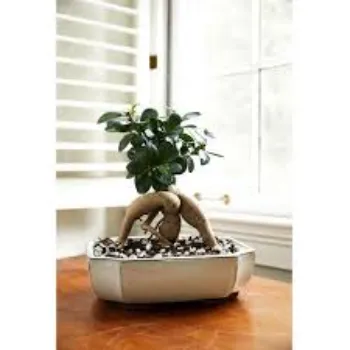 Super Stylist Bonsai Plants